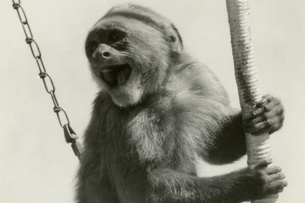 Historic photo of monkey on Jungle Queen Island